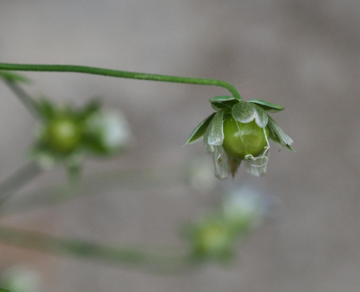 Stitchwort, Greater fruit